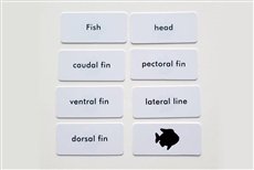 IFIT Montessori: Fish Label Cards for Animal Puzzle Activity Set