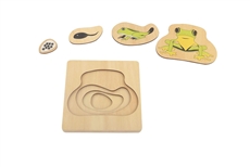 Frog Life Cycle Puzzle