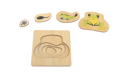 Frog Life Cycle Puzzle