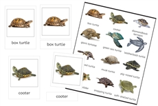 Turtles 3-Part Cards (PDF)