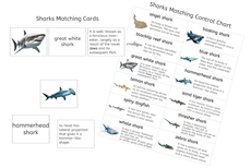 Sharks Matching Cards (PDF)