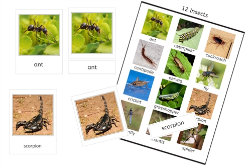 12 Insects 3-Part Cards (PDF)