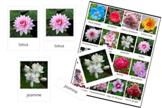Flowers of Asia (PDF)