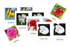 World Flowers 3-Part Cards Bundle (PDF)