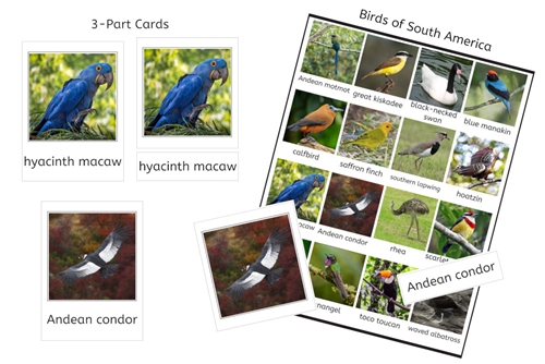 Birds of South America (PDF)