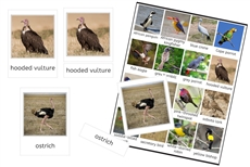 Birds of Africa (PDF)