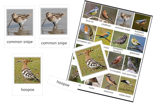 Birds of Europe (PDF)