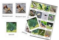 Birds of Asia (PDF)