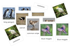 World Birds 3-Part Cards Bundle (PDF)