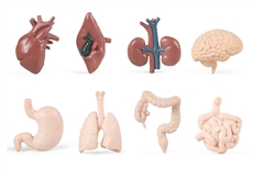 8 Human Organ Models