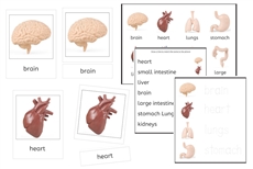 8 Human Organs 3-Part Cards and Worksheets (PDF)