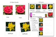 8 Flowers 3-Part Cards and Worksheets (PDF)