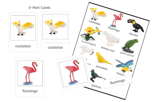 10 Birds 3-Part Cards (PDF)