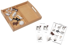 Arctic Models Set with 2-Compartment Tray and PDF Cards