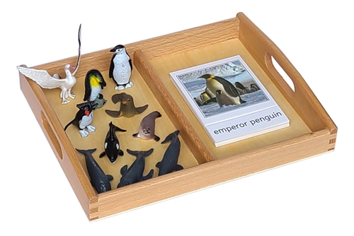 Antarctic Models Set with 2-Compartment Tray and Cards