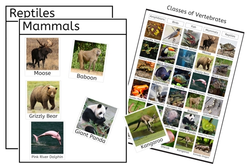 Classes of Vertebrates (PDF)