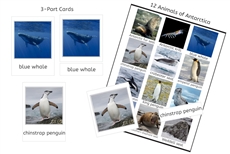 Animals of Antarctica 3-Part Cards (PDF)