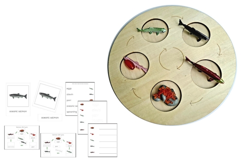 Life Cycle of a Salmon with Demo Tray