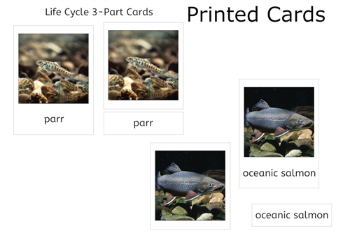 Salmon Life Cycle 3-Part Cards