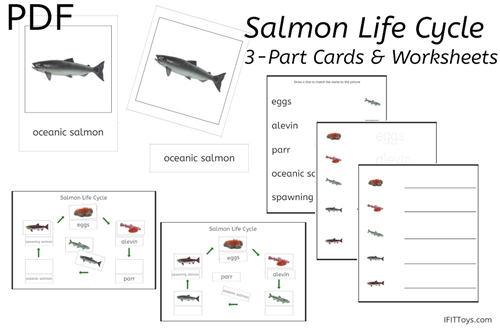 Salmon Life Cycle 3-Part Cards & Worksheets (PDF)