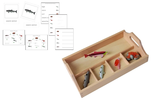 Life Cycle of a Salmon with Sorting Tray