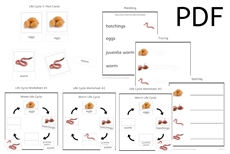 Worm Life Cycle 3-Part Cards & Worksheets (PDF)
