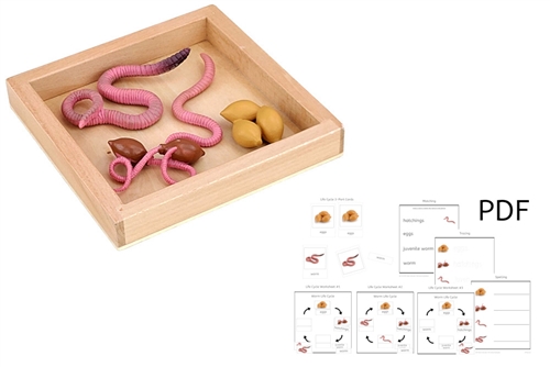 Life Cycle of a Worm with Tray