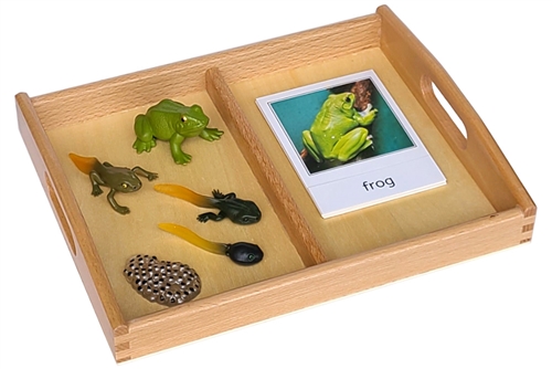 Life Cycle of a Frog,  Tray and Cards