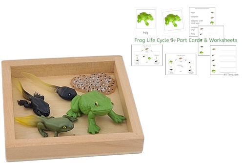 Life Cycle of a Frog with Tray