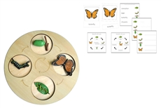 Life Cycle of a Monarch Butterfly with Demo Tray