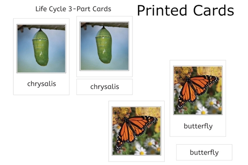 Butterfly Life Cycle 3-Part Cards