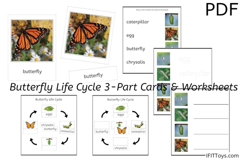 Butterfly Life Cycle 3-Part Cards & Worksheets (PDF)