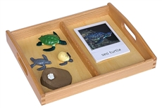 Life Cycle of a Sea Turtle with Tray and Cards