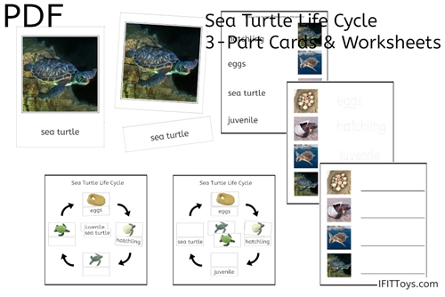 Sea Turtle Life Cycle 3-Part Cards & Worksheets (PDF)