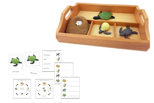 Life Cycle of a Green Sea Turtle with Sorting Tray