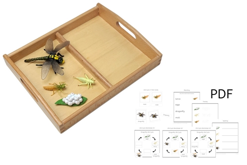 Life Cycle of a Dragonfly with Tray and PDF set
