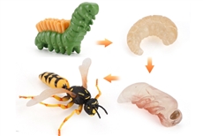 Life Cycle of a Wasp