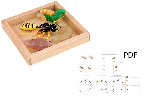 Life Cycle of a Wasp with Tray
