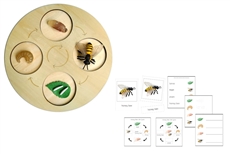 Life Cycle of a Honey Bee with Demo Tray