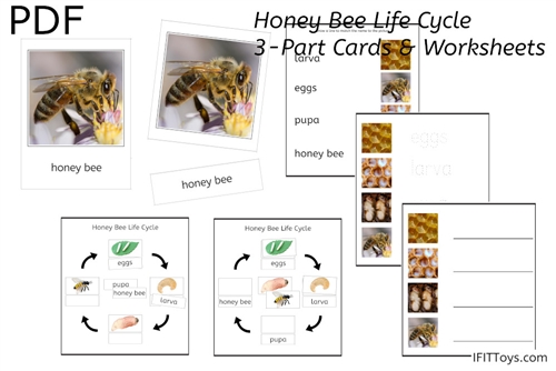 Honey Bee Life Cycle 3-Part Cards  & Worksheets  (PDF)