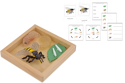 Life Cycle of a Honey Bee with Tray