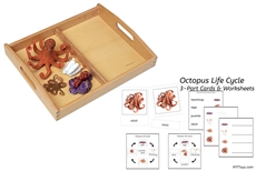 Octopus Life Cycle Models with Tray & Cards
