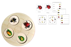 Life Cycle of a Ladybug with Demo Tray