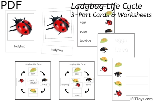 Ladybug Life Cycle 3-Part Cards & Worksheets (PDF)