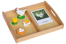 Life Cycle of a Chicken with Tray and Cards