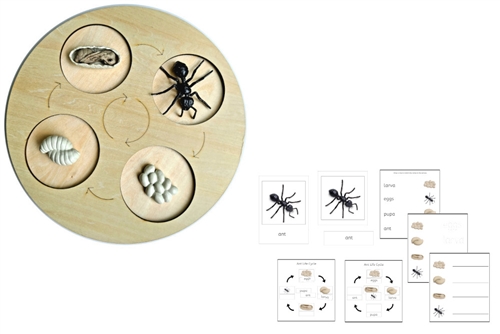 Life Cycle of an Ant with Demo Tray