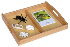 Life Cycle of an Ant with Tray and Cards