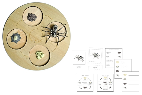 Life Cycle of a Spider with Demo Tray