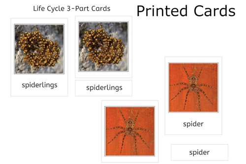 Spider Life Cycle 3-Part Cards
