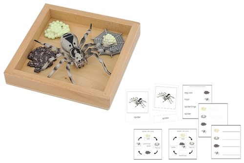 Life Cycle of a Spider with Tray